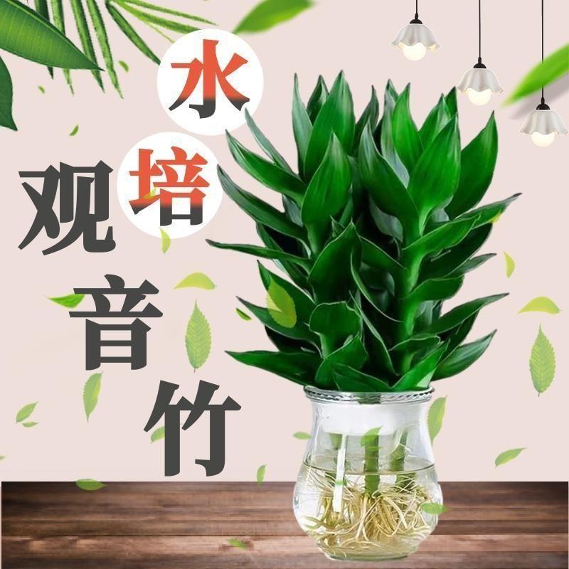 水培净化空气植物水养观音竹含玻璃瓶花卉绿植盆栽特色富贵竹