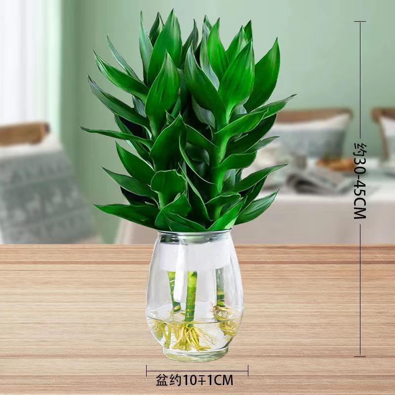 水培净化空气植物水养观音竹含玻璃瓶花卉绿植盆栽特色富贵竹