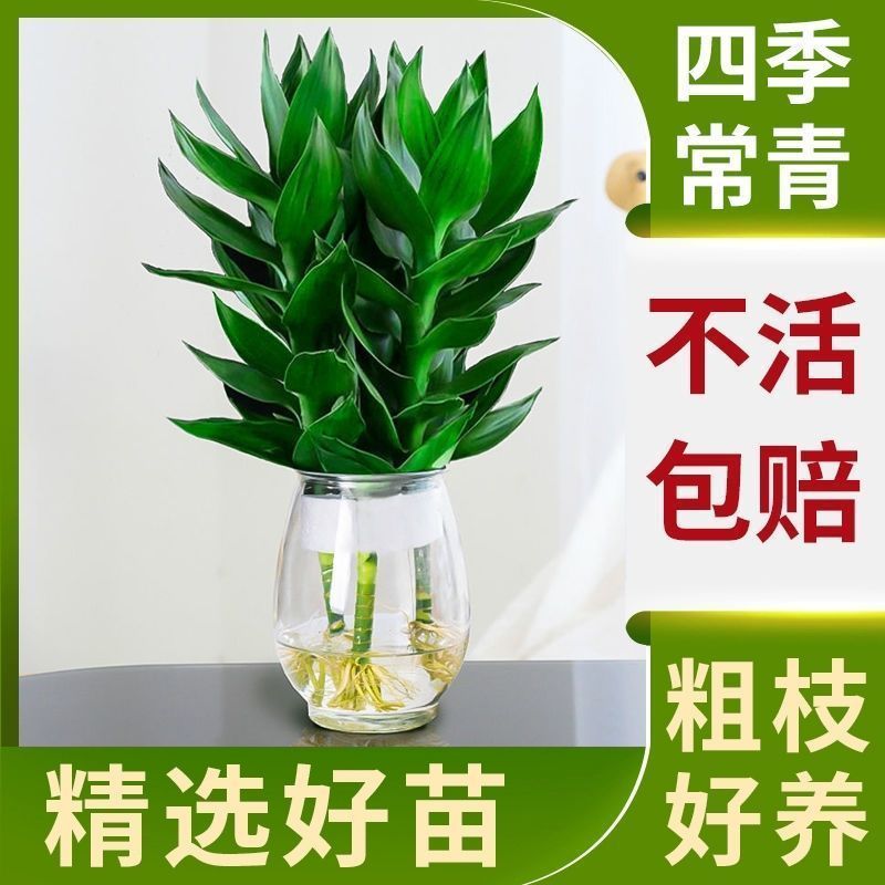 水培净化空气植物水养观音竹含玻璃瓶花卉绿植盆栽特色富贵竹