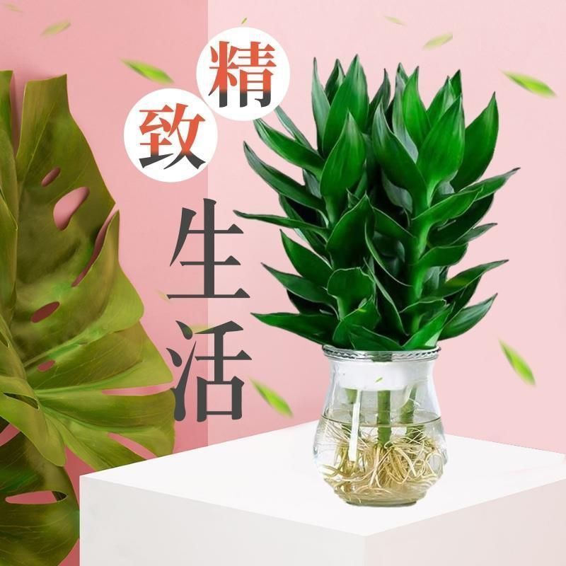 水培净化空气植物水养观音竹含玻璃瓶花卉绿植盆栽特色富贵竹