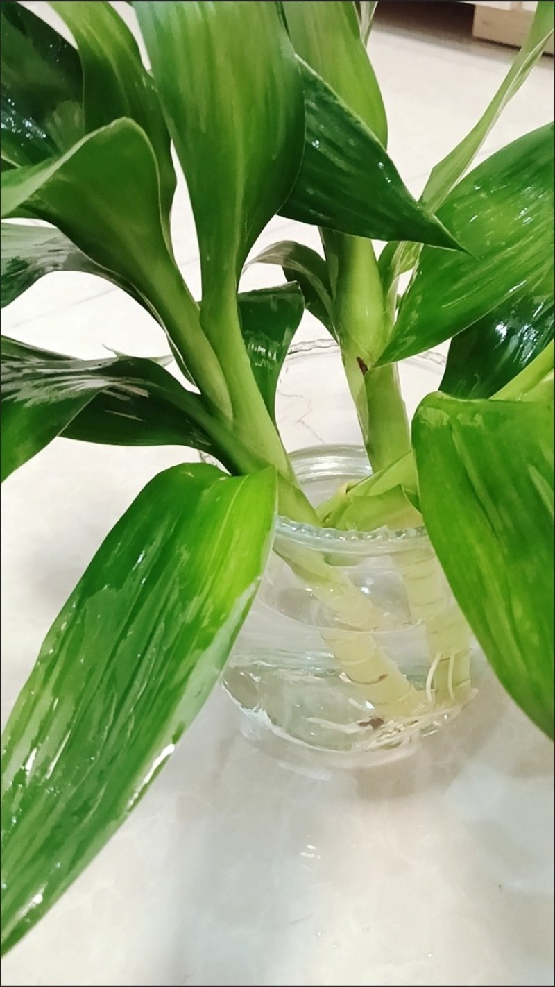 水培净化空气植物水养观音竹含玻璃瓶花卉绿植盆栽特色富贵竹