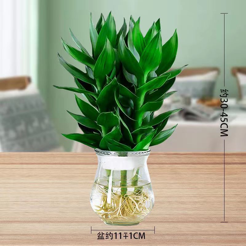 水培净化空气植物水养观音竹含玻璃瓶花卉绿植盆栽特色富贵竹