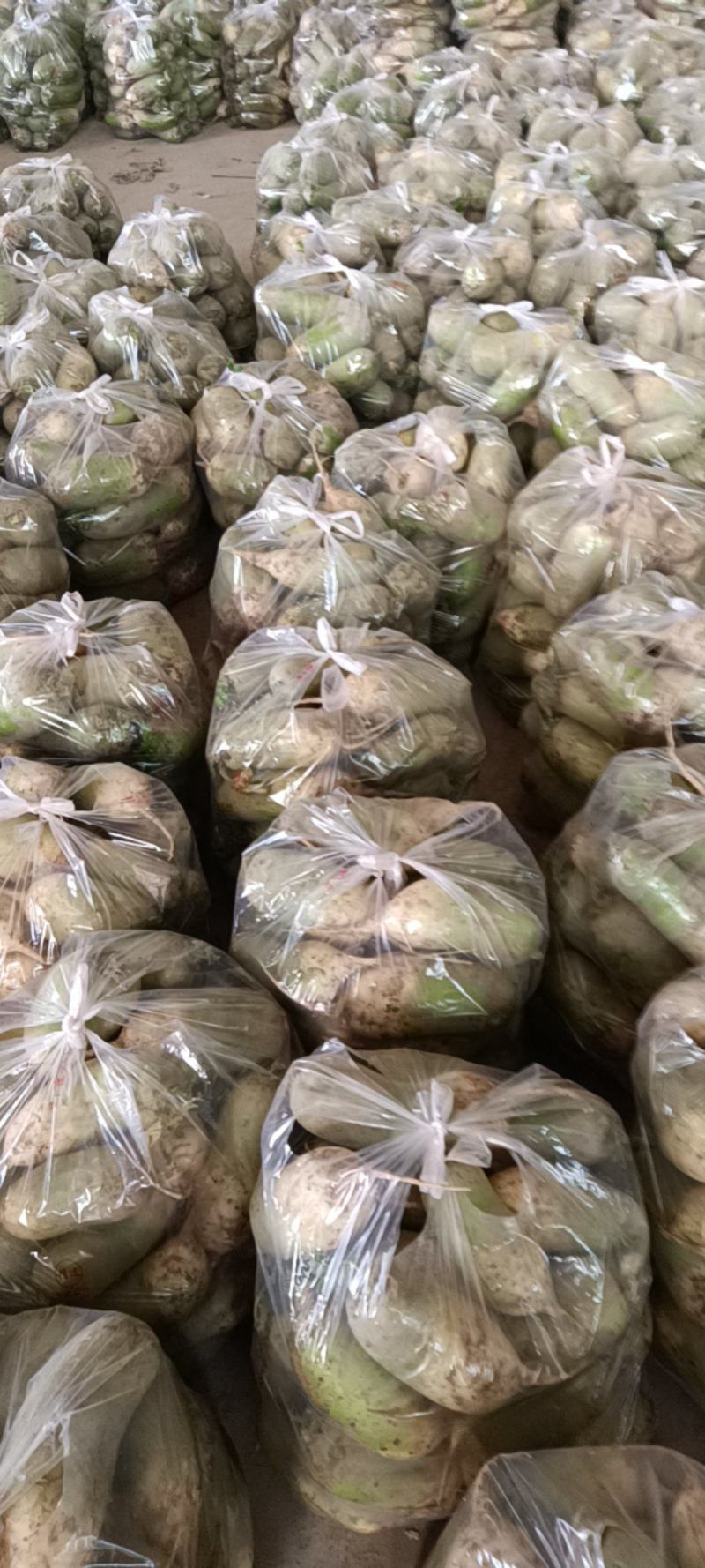 河南周口青萝卜-产地直供-大量上市-品质保障-价格优惠