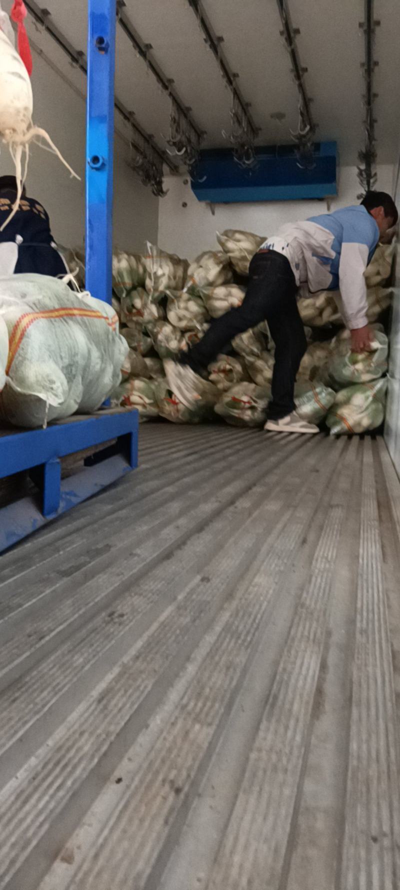 河南周口青萝卜-产地直供-大量上市-品质保障-价格优惠