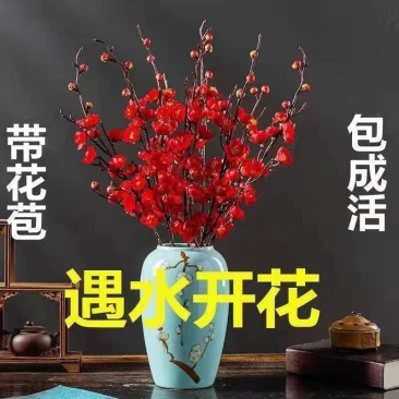 干枝梅遇水开花带花苞水培植物花枝耐寒好养新