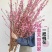 干枝梅遇水开花带花苞水培植物花枝耐寒好养新