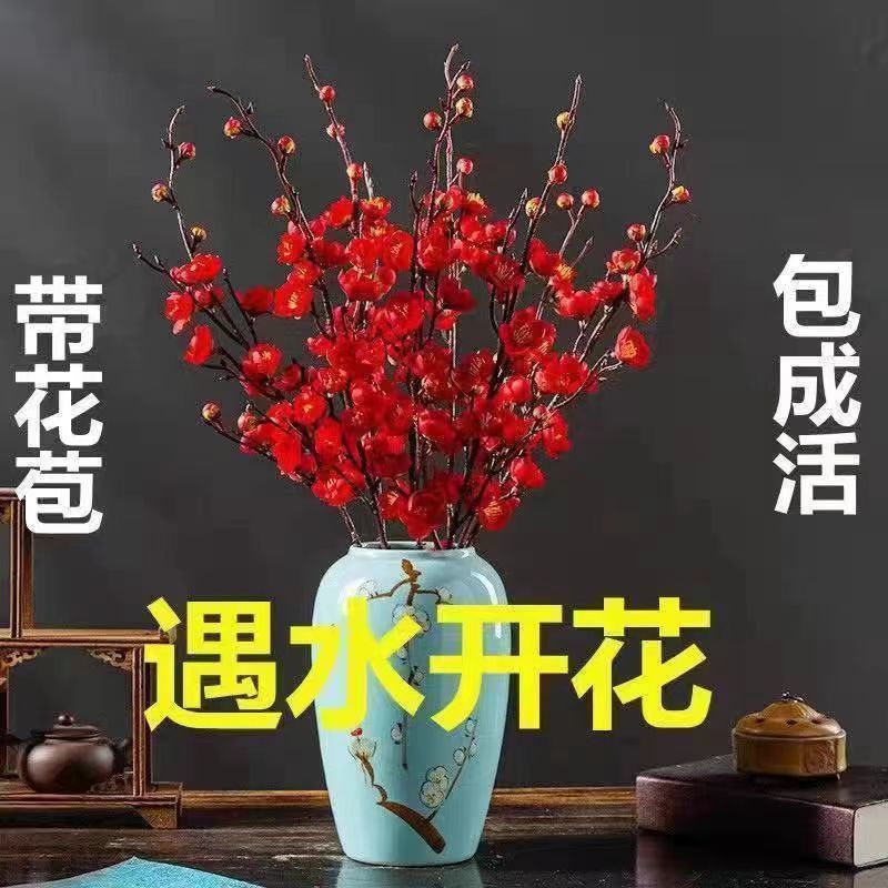 干枝梅遇水开花带花苞水培植物花枝耐寒好养新