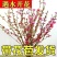 干枝梅遇水开花带花苞水培植物花枝耐寒好养新