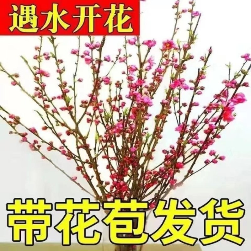干枝梅遇水开花带花苞水培植物花枝耐寒好养新