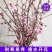 干枝梅遇水开花带花苞水培植物花枝耐寒好养新