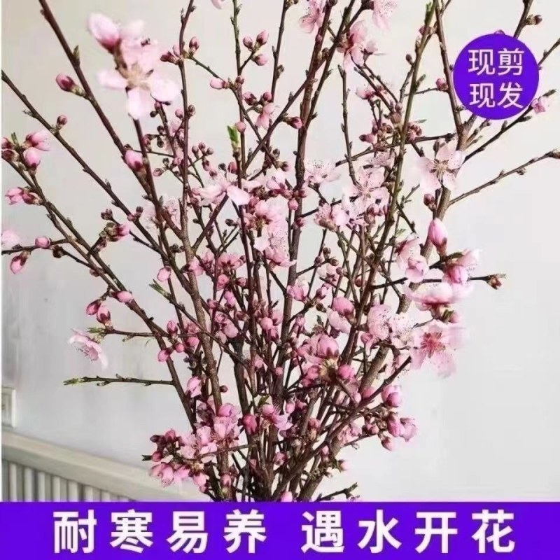 干枝梅遇水开花带花苞水培植物花枝耐寒好养新