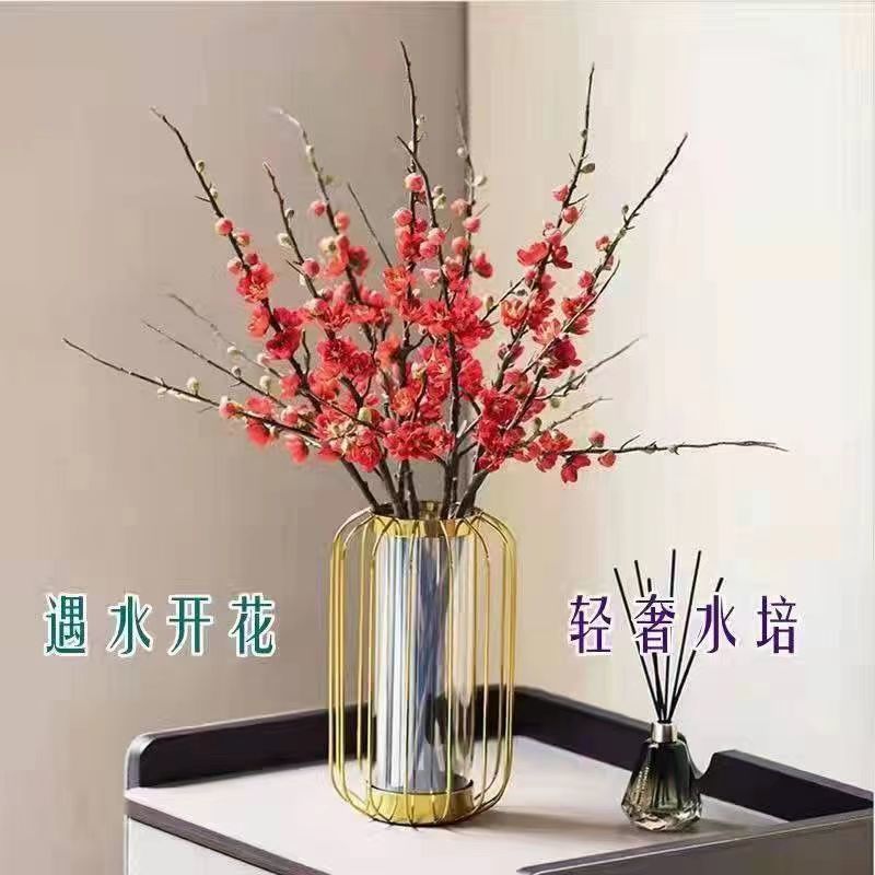 干枝梅遇水开花带花苞水培植物花枝耐寒好养新