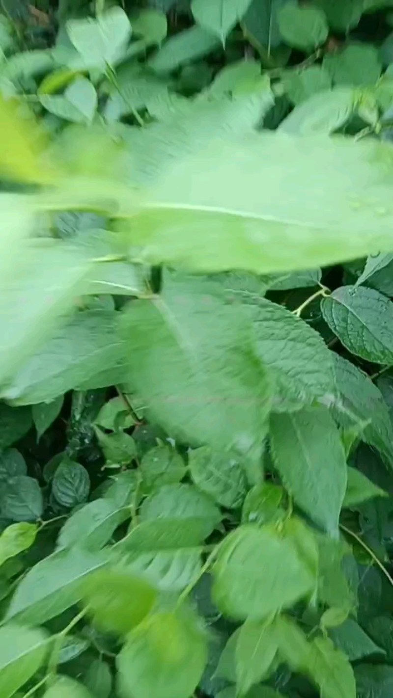 四川省南充市杜仲种植基地，自产自销，包成活，欢迎定购