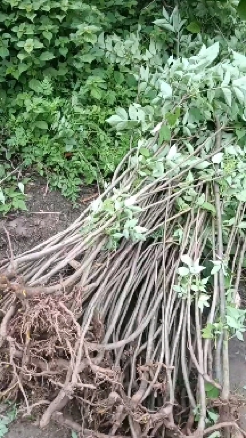 四川省南充市杜仲种植基地，自产自销，包成活，欢迎定购