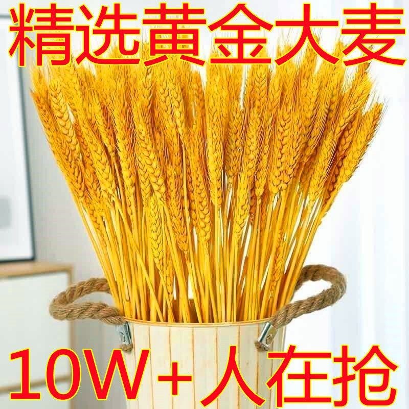 天然麦穗干花花束新年客厅摆放花黄金麦穗干花插花装饰品招财