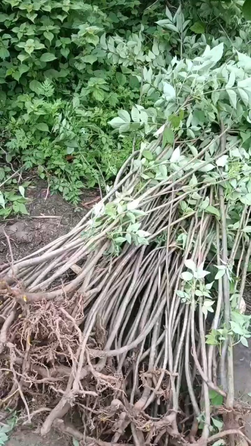 四川省南充市杜仲种植基地，自产自销，包成活，欢迎定购