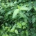 四川省南充市杜仲种植基地，自产自销，包成活，欢迎定购