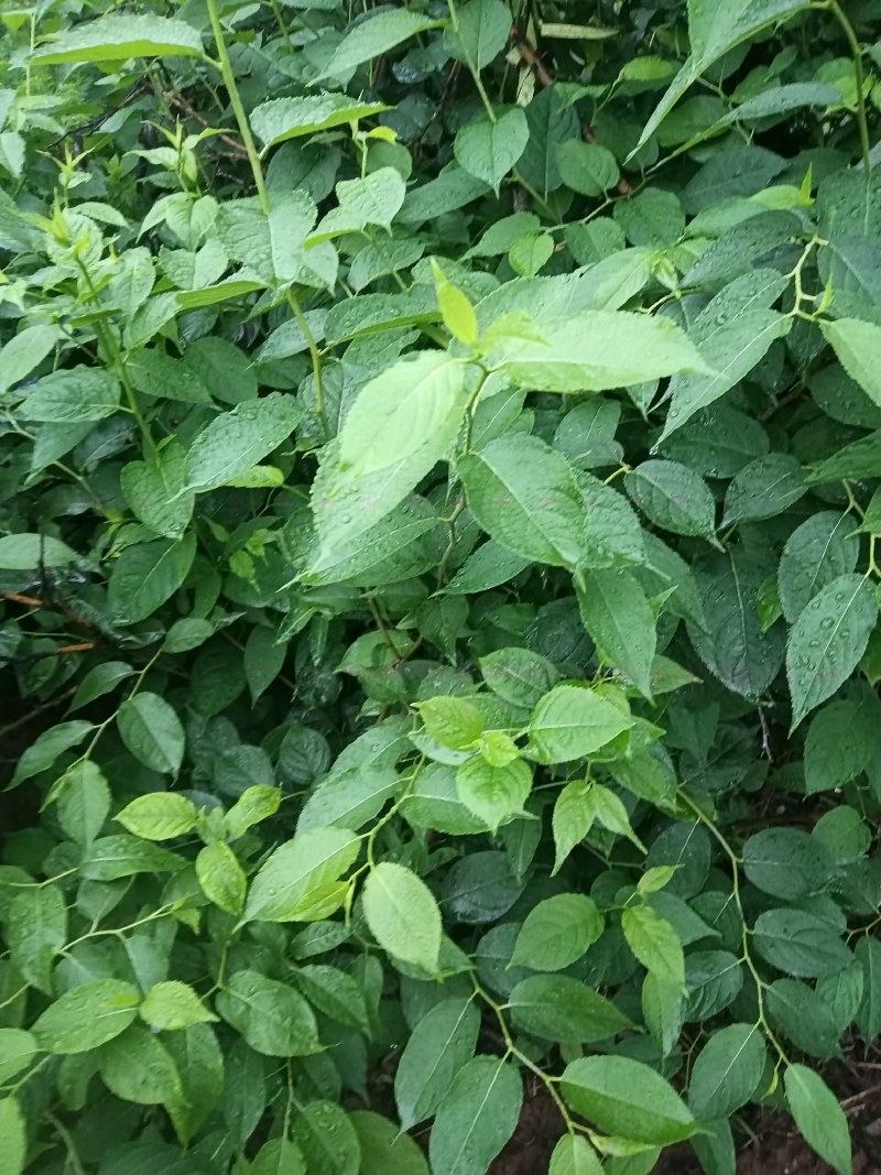 四川省南充市杜仲种植基地，自产自销，包成活，欢迎定购