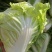 【推荐】夏阳白菜大吨位供应产地直发品质白菜欢迎咨询