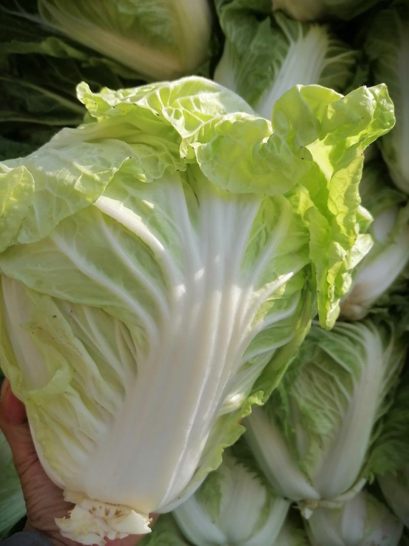 【推荐】夏阳白菜大吨位供应产地直发品质白菜欢迎咨询