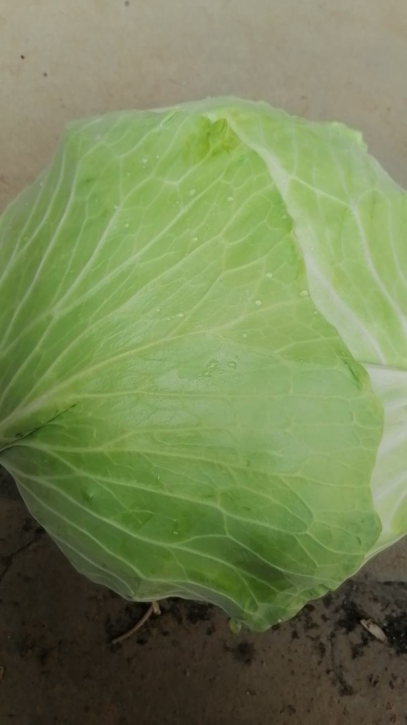 精品墨玉50甘蓝产地直发品质保证对接各类客户