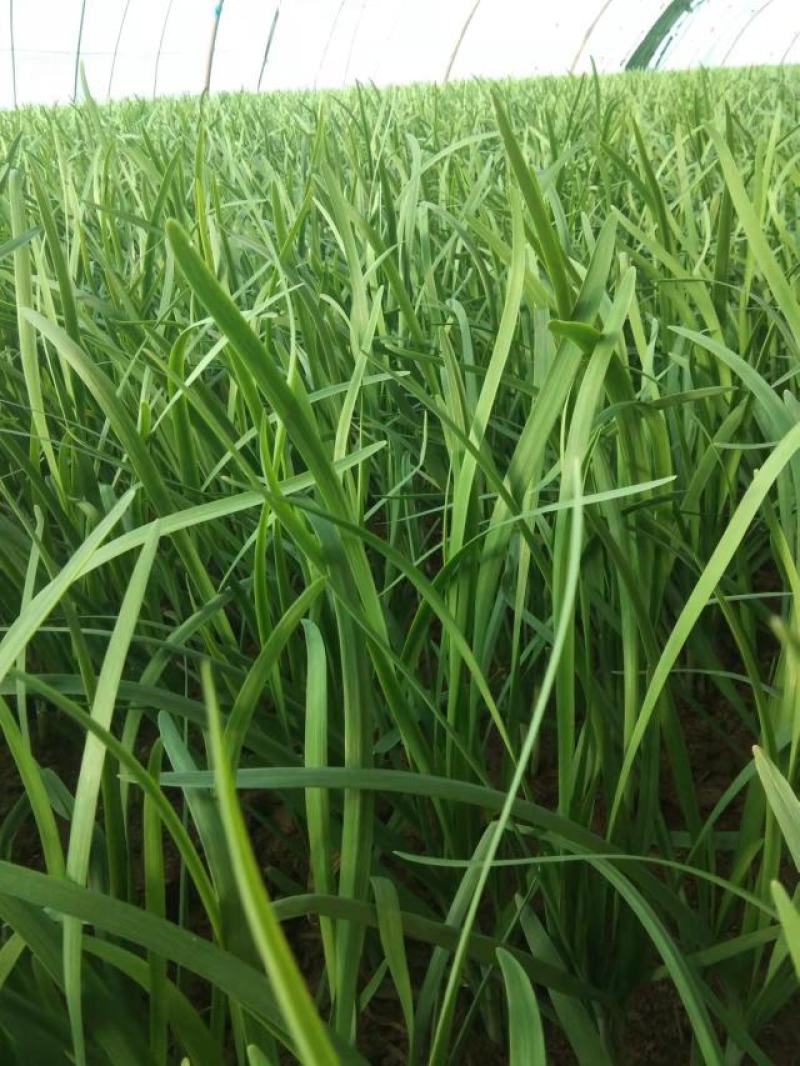 甘肃民勤大棚韭菜，叶宽根粗，白根大叶韭菜