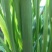 甘肃民勤大棚韭菜，叶宽根粗，白根大叶韭菜