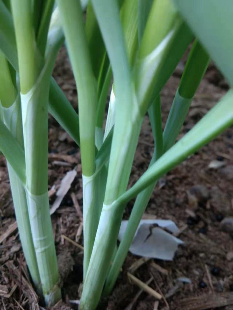 甘肃民勤大棚韭菜，叶宽根粗，白根大叶韭菜