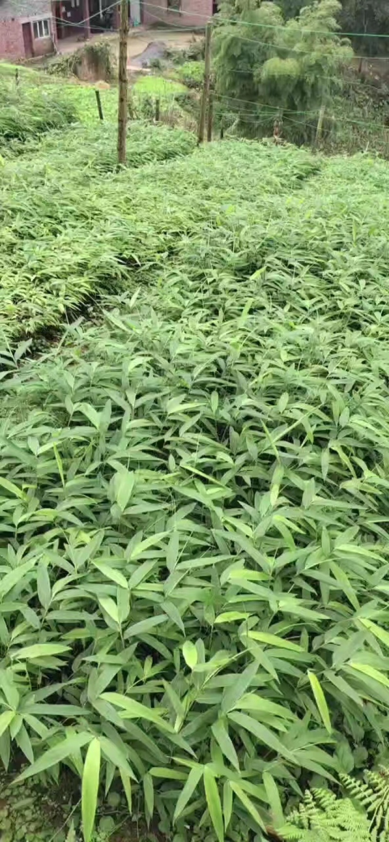 【优质方竹苗】筇竹苗基地直供一手货源保成活量大从优