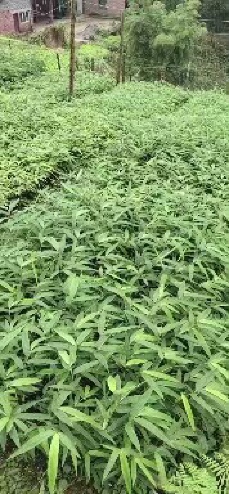 【产地直供】产笋子的竹苗，方竹，罗汉竹，八月竹，刺竹