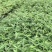【产地直供】产笋子的竹苗，方竹，罗汉竹，八月竹，刺竹