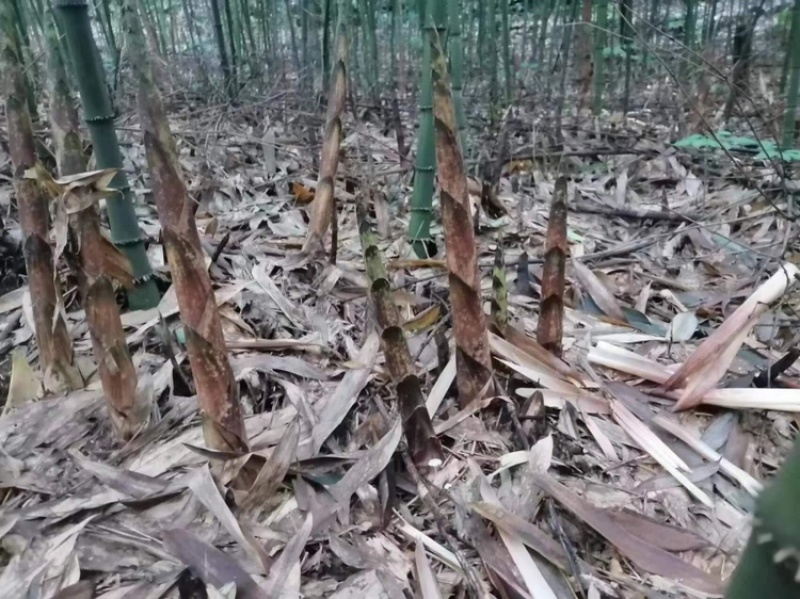 【优质方竹苗】筇竹苗基地直供一手货源保成活量大从优