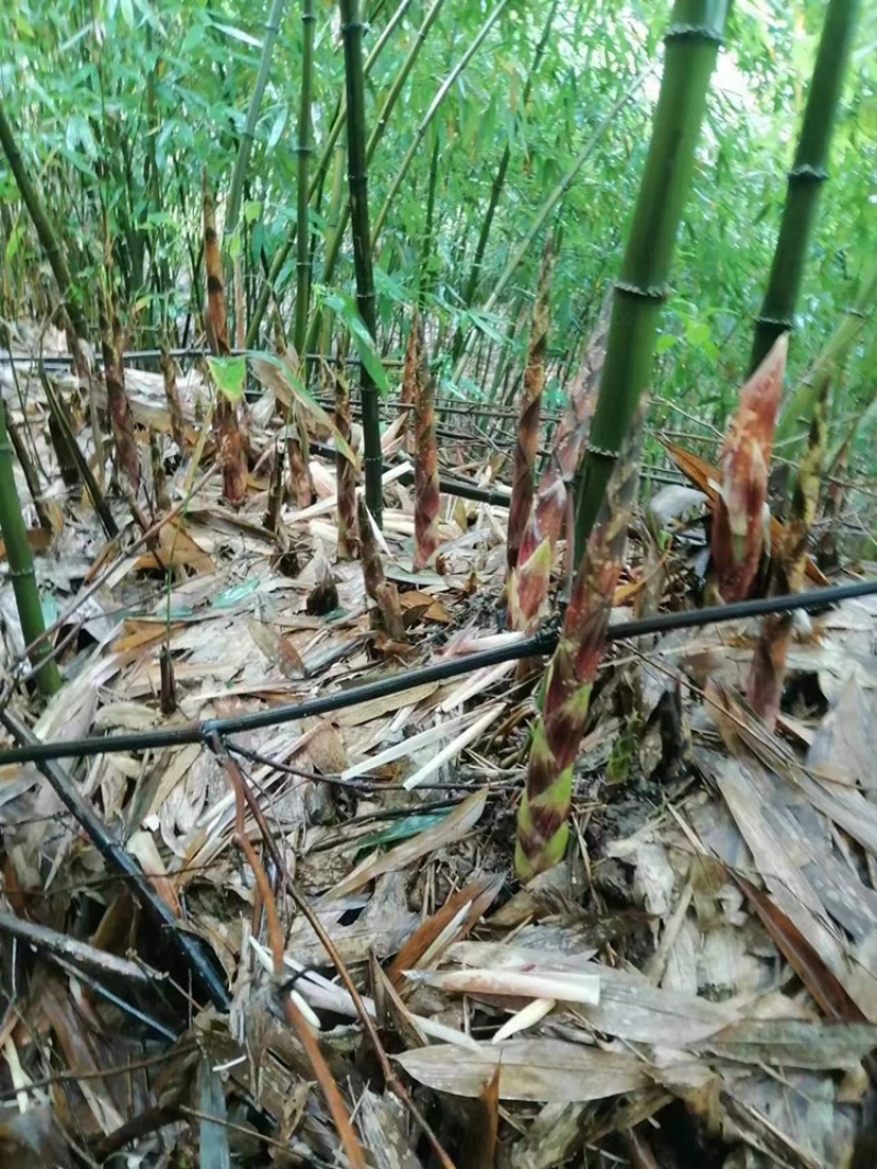 【优质方竹苗】筇竹苗基地直供一手货源保成活量大从优