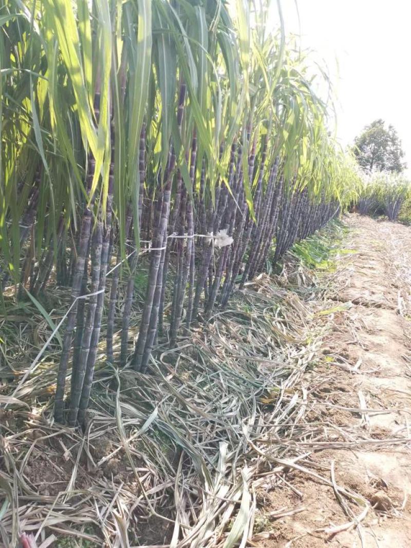 湖北荆门本地甘蔗，自家种植，现砍现发，甘甜脆口，节长粗大