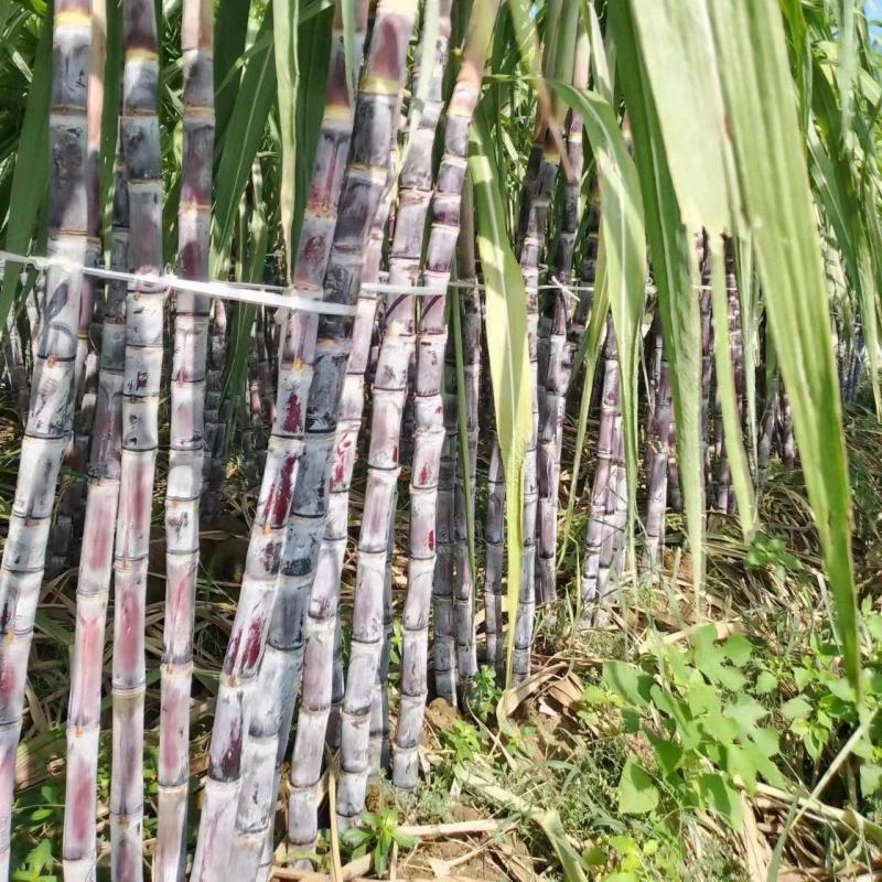 湖北荆门本地甘蔗，自家种植，现砍现发，甘甜脆口，节长粗大