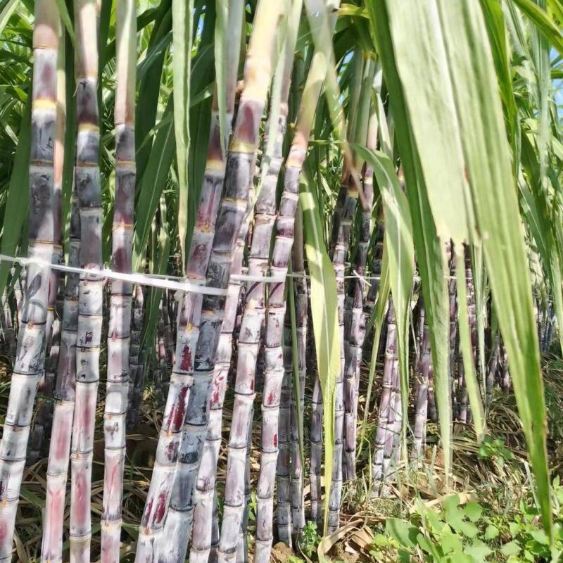 湖北荆门本地甘蔗，自家种植，现砍现发，甘甜脆口，节长粗大