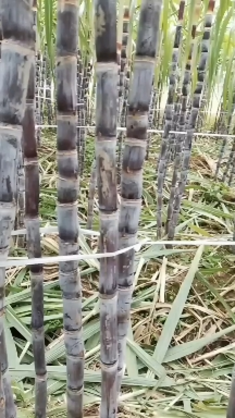 湖北荆门本地甘蔗，自家种植，现砍现发，甘甜脆口，节长粗大