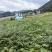 川黄柏苗、大叶厚皮黄柏苗，四川产地直供量大从优欢迎来电