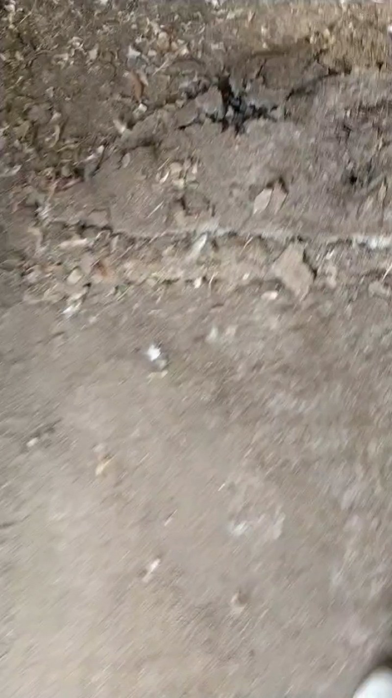 鸡粪有机肥