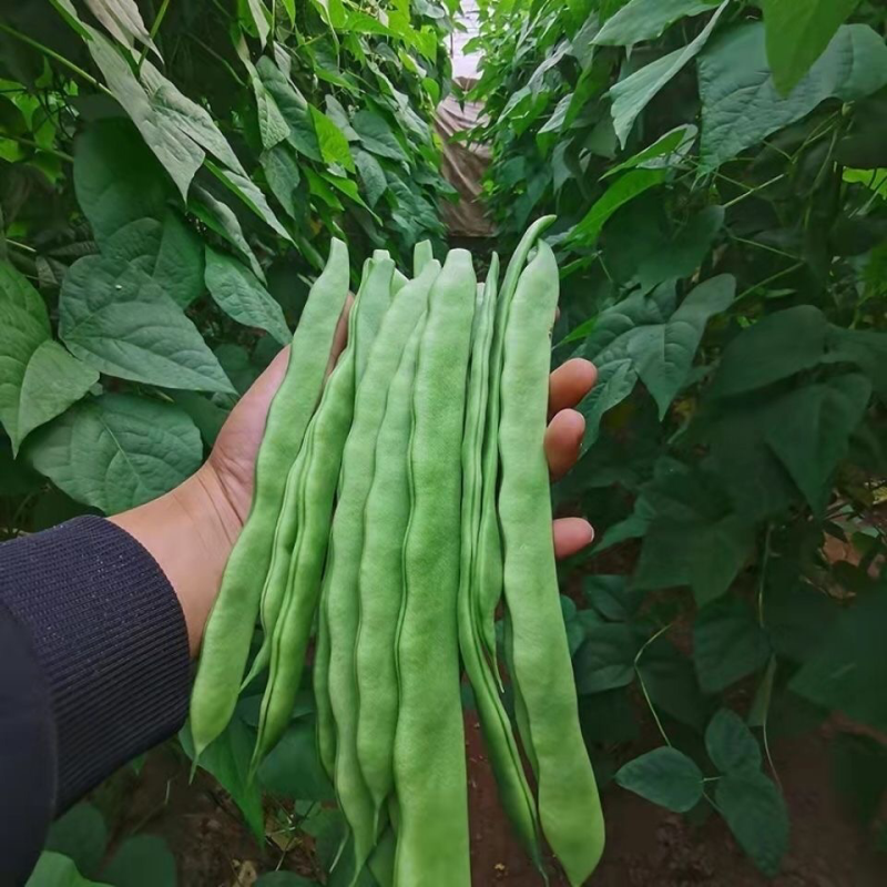 【新鲜扁芸豆】山东聊城精品扁芸豆产地直供质量保证