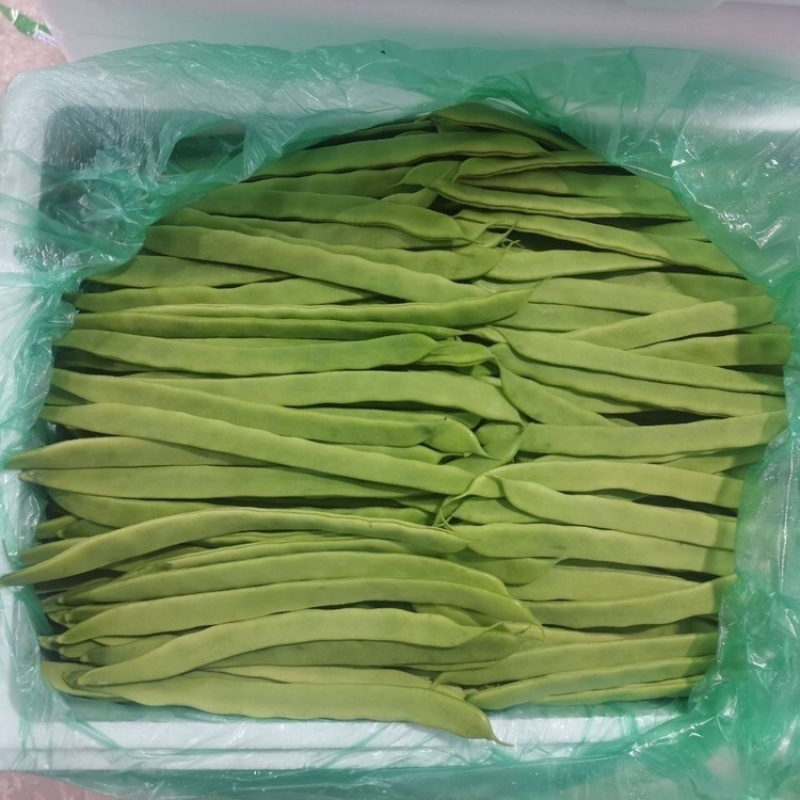 【新鲜扁芸豆】精品扁芸豆山东莘县产地直供优质好货质量保证