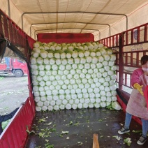 菊锦春黄心白菜大量上市中，产地直发，全天供应，全国