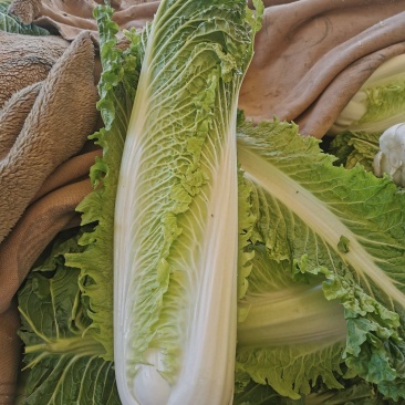 白菜