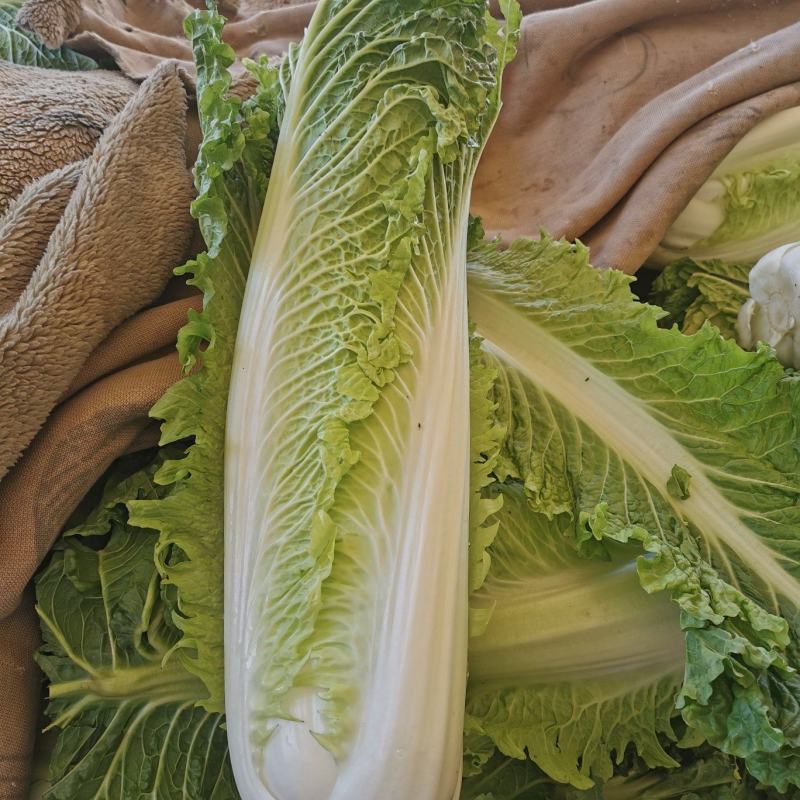 白菜