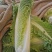 白菜