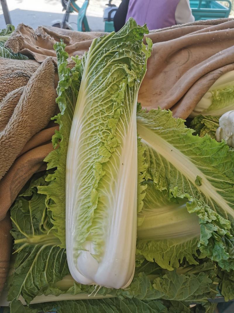 白菜