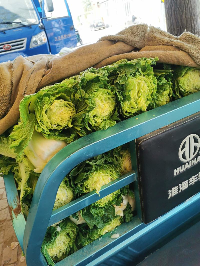 白菜