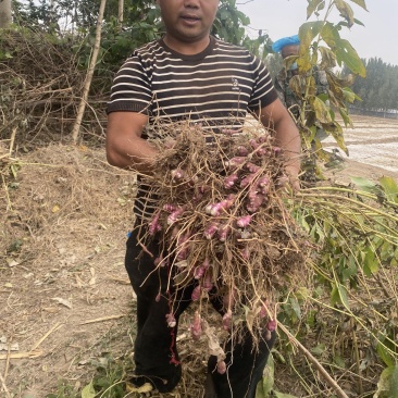 胰岛果种，红果菊芋种