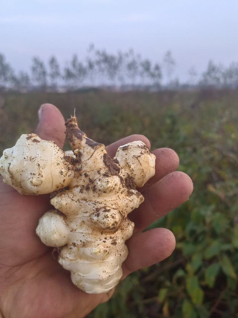 山东沙地洋姜上市，量大优惠，寻求酱菜厂合作，加工厂合作