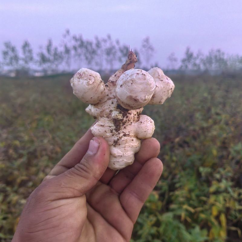 山东沙地洋姜上市，量大优惠，寻求酱菜厂合作，加工厂合作